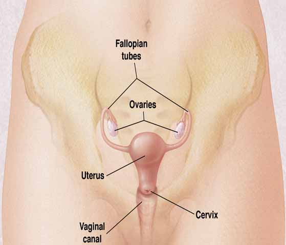Cervical Cancer_cervial 01.jpg