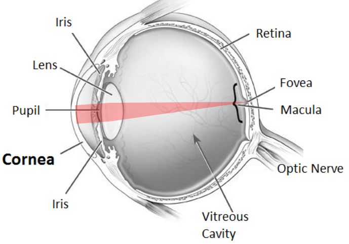 What Is the Cornea and What Is Its Function.png