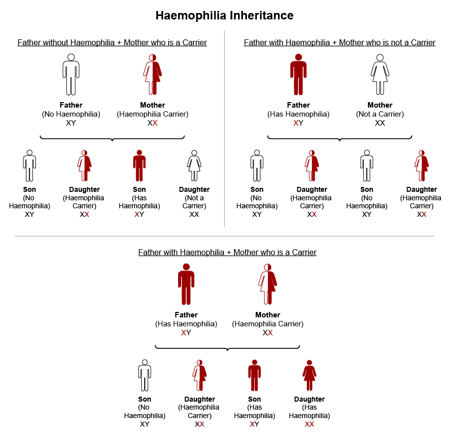 Haemophilia Inheritance Chart
