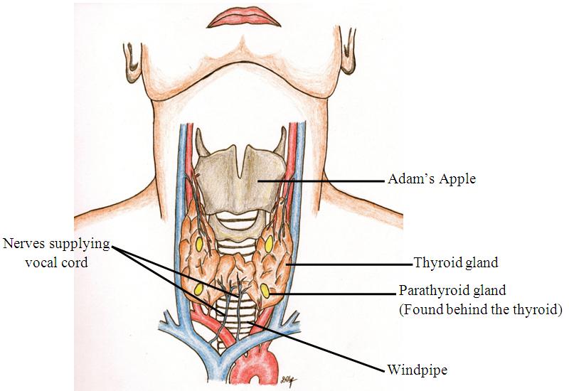 Hyperparathyroidism.JPG
