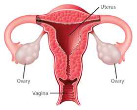 Ovarian Anatomy.jpg.2.jpg