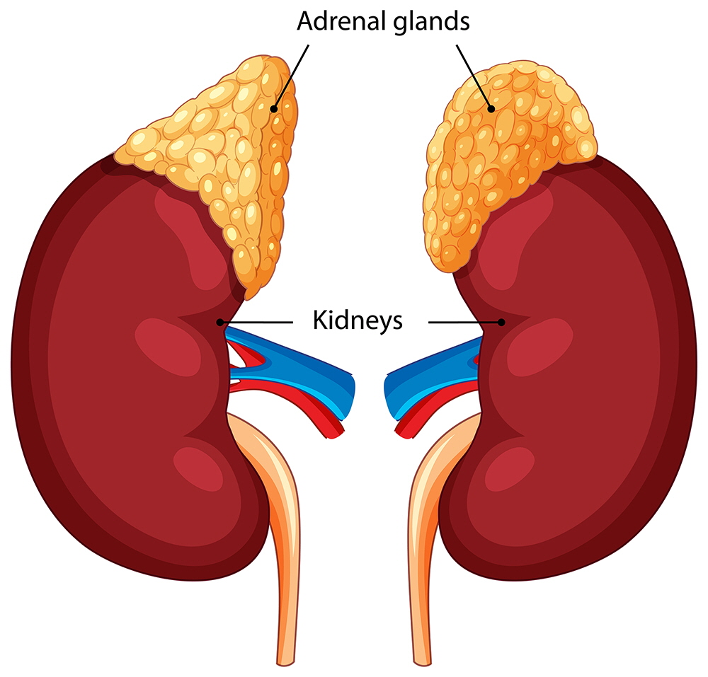 adrenal_glands