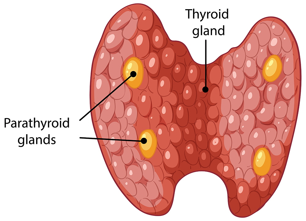 thyroid