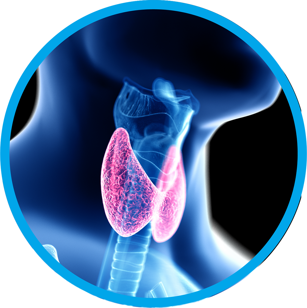 Endocrine & Thyroid Surgery