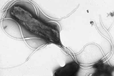 Helicobacter