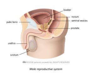 Male Reproductive System