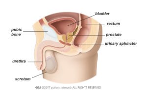 Male lower urinary tract