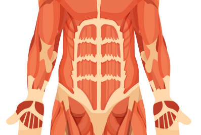 Abdomen