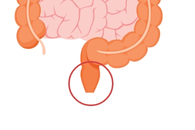 Anus