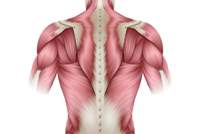 Back