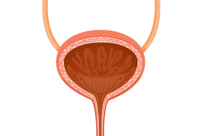 Bladder