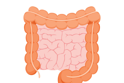 Bowel