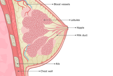 Breast