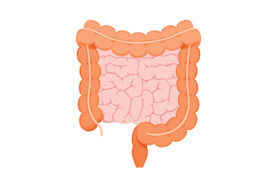 Colon