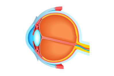 Eye