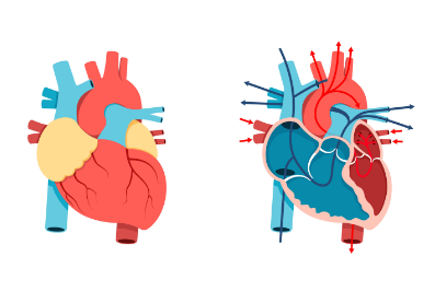 Heart