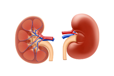 Kidney