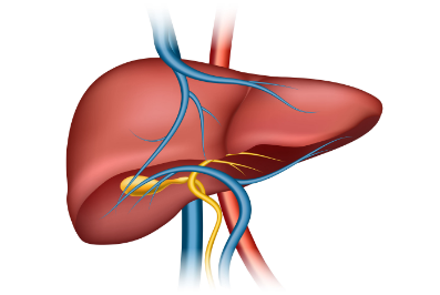 Liver