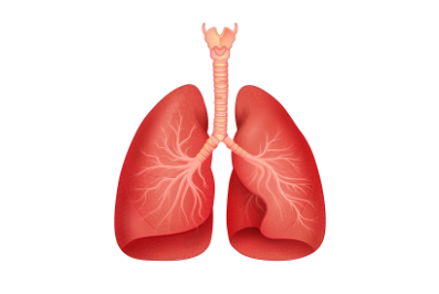 Lung