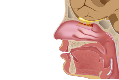 Mouth & Throat