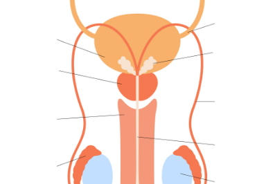 Prostate