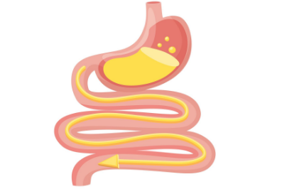 Stomach & Intestine